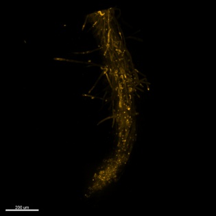 Arabidopsis root, Courtesy of Anna Nowicka, IEB CAS, Olomouc