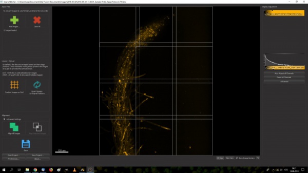 Imaris Stitcher - 3 X 4 zorná pole před spojením