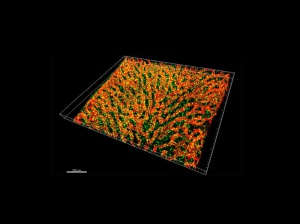 3D snímek myší kostní dřeně získaný složením desítek až stovek optických řezů
nasnímaných konfokálním mikroskopem. Červený kanál zobrazuje vaskulárně specifický
marker endomucin a zelený signál odpovídá CXCL12-GFP, který označuje fibroblastickou
mesenchymální retikulární buňku bohatou na CXCL12 (CARcs) ze stromální populace. S
laskavým svolením laboratoře Nombela-Arrieta, Fakultní nemocnice a Univerzity v
Curychu.
