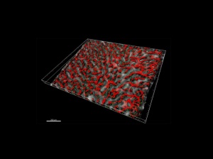 Využití softwaru Imaris k segmentaci sinusoidálních mikrocév (pozn. žilní ekvivalent
kostní dřeně) a jejich zobrazení ve formě povrchů (znázorněno červeně). CARcs
znázorněné pomocí modulu Imaris Spots a reprezentované jako zelené body, prázdný
prostor mezi objekty transformován na sinusoidy a zobrazen ve stupních šedi. S
laskavým svolením laboratoře Nombela-Arrieta, Fakultní nemocnice a Univerzity v
Curychu.