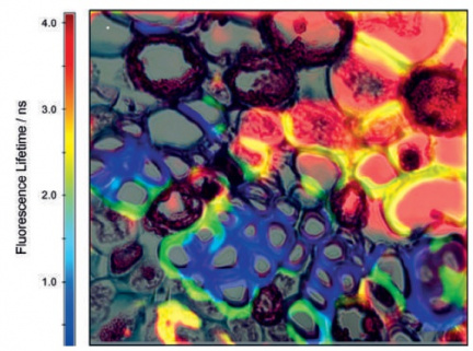 FLIM image of a stained pine, superimposed to the brightfield image
