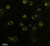 Virology and microbiology