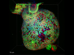 Organoid simulující myší střevní tkáň